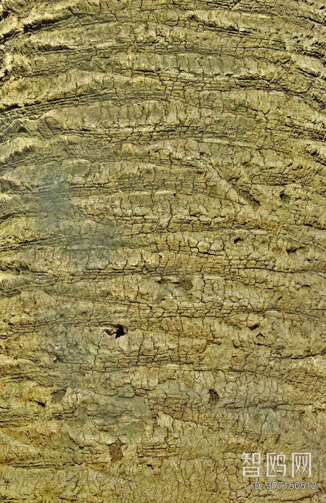 Bark Texture
