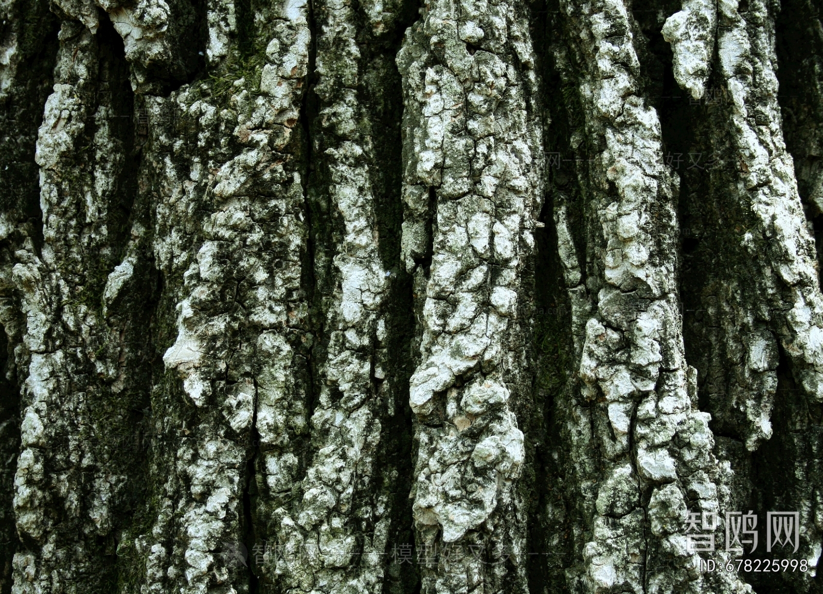 Bark Texture