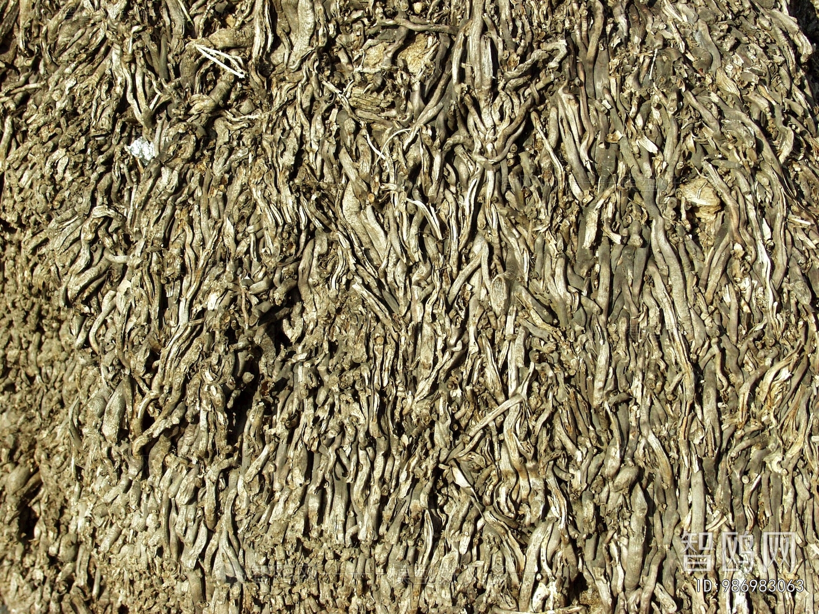 Bark Texture