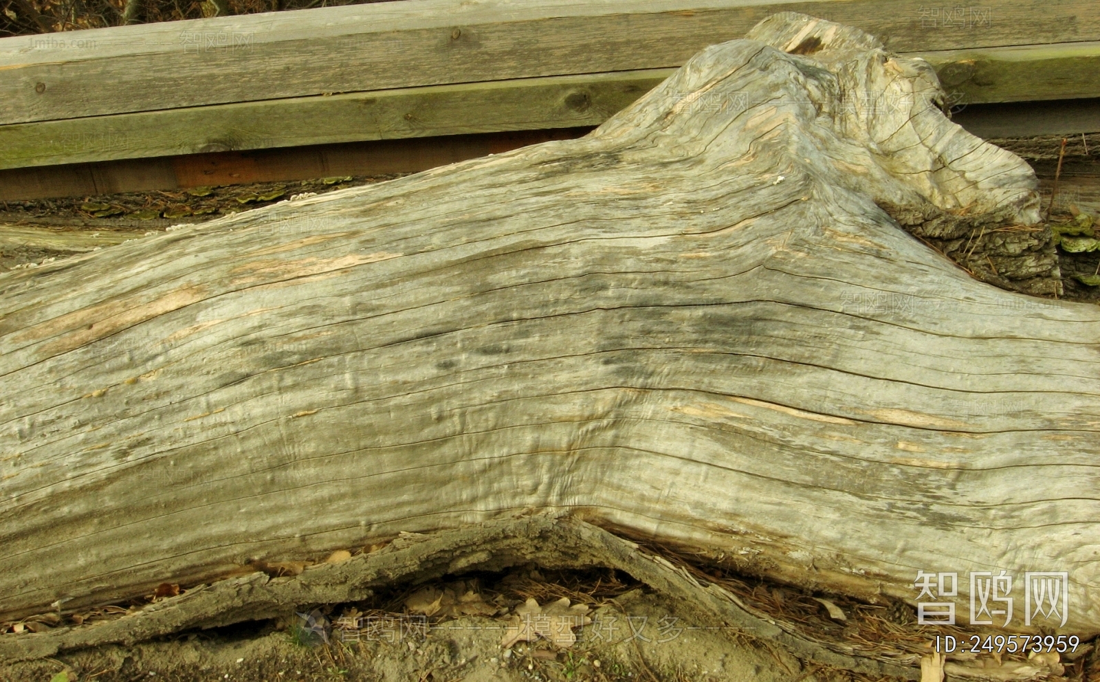 Bark Texture