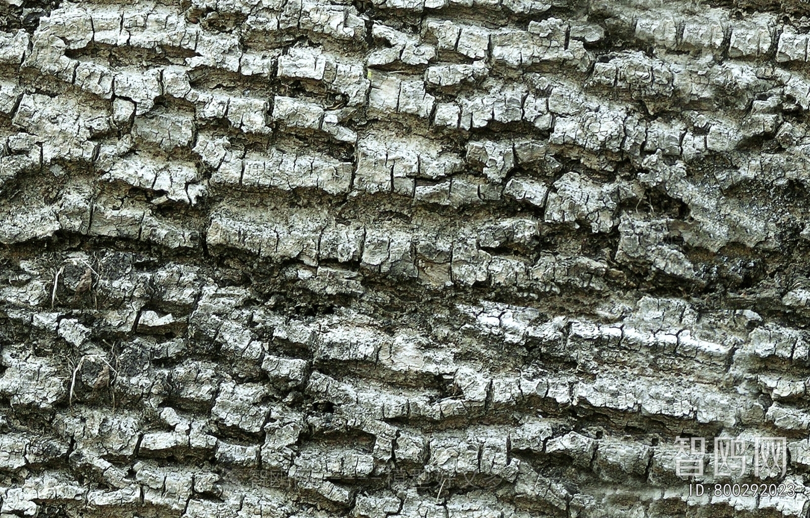 Bark Texture