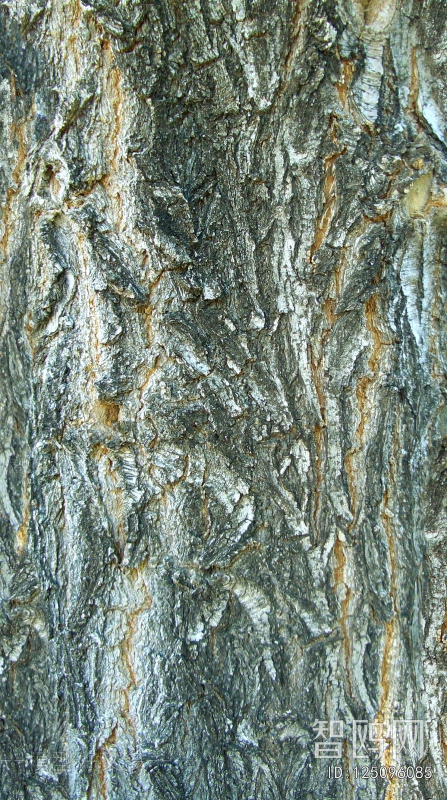 Bark Texture