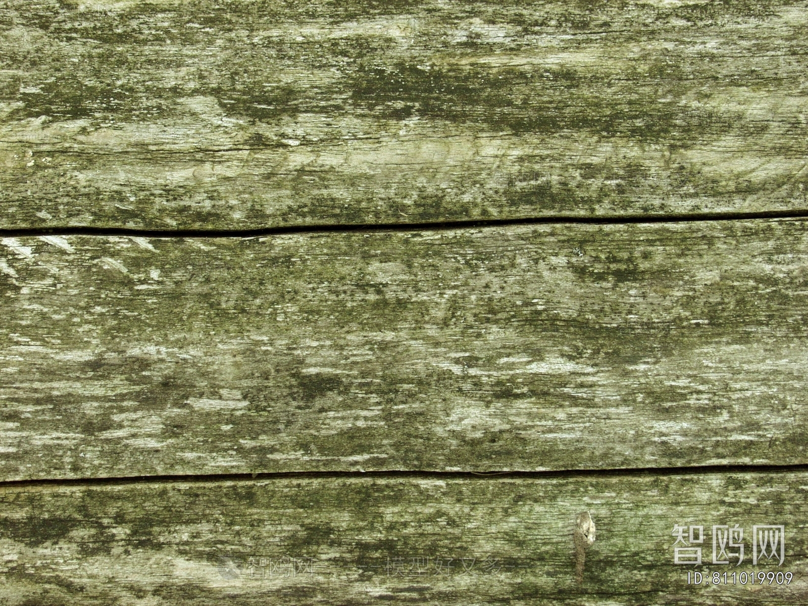 Bark Texture