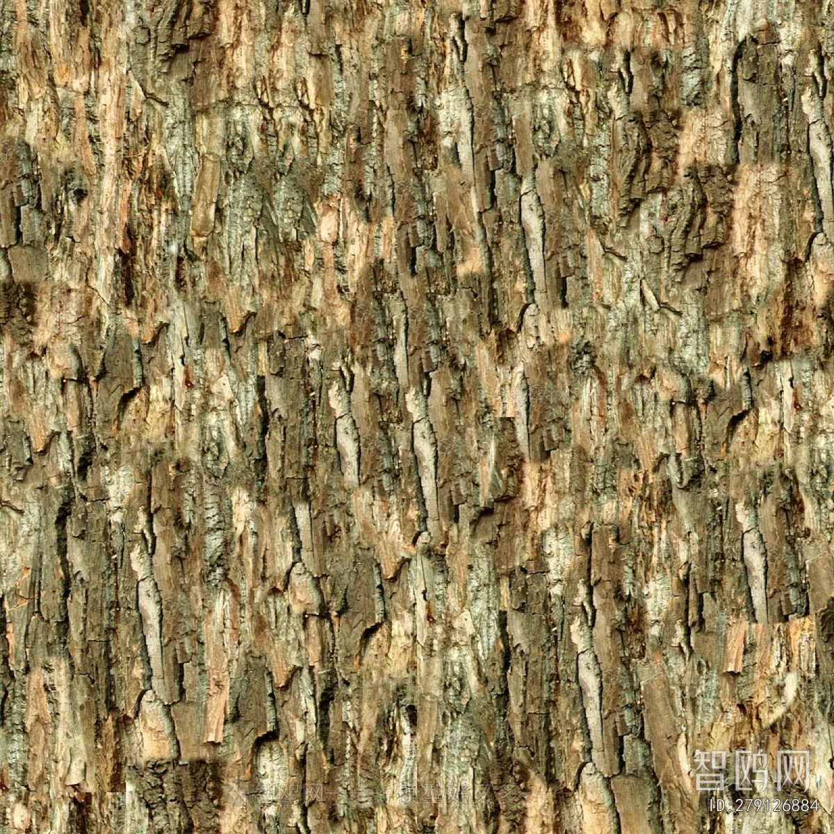 Bark Texture