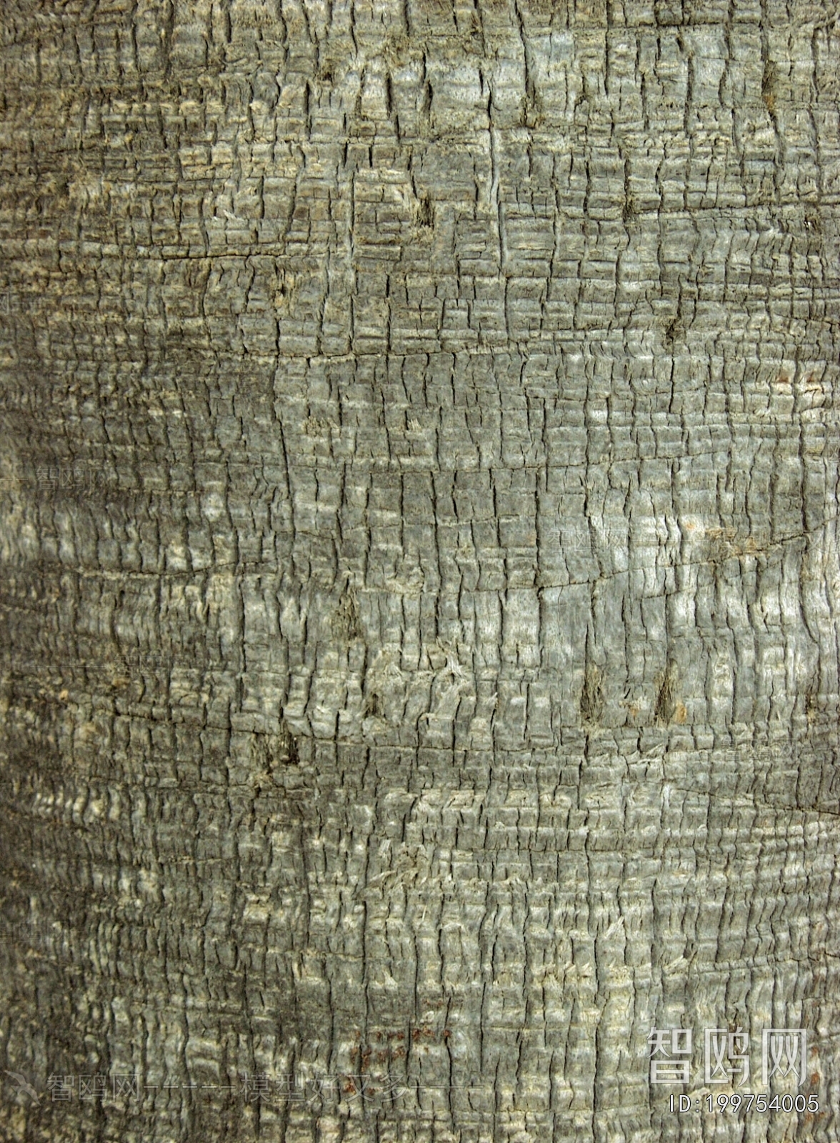 Bark Texture
