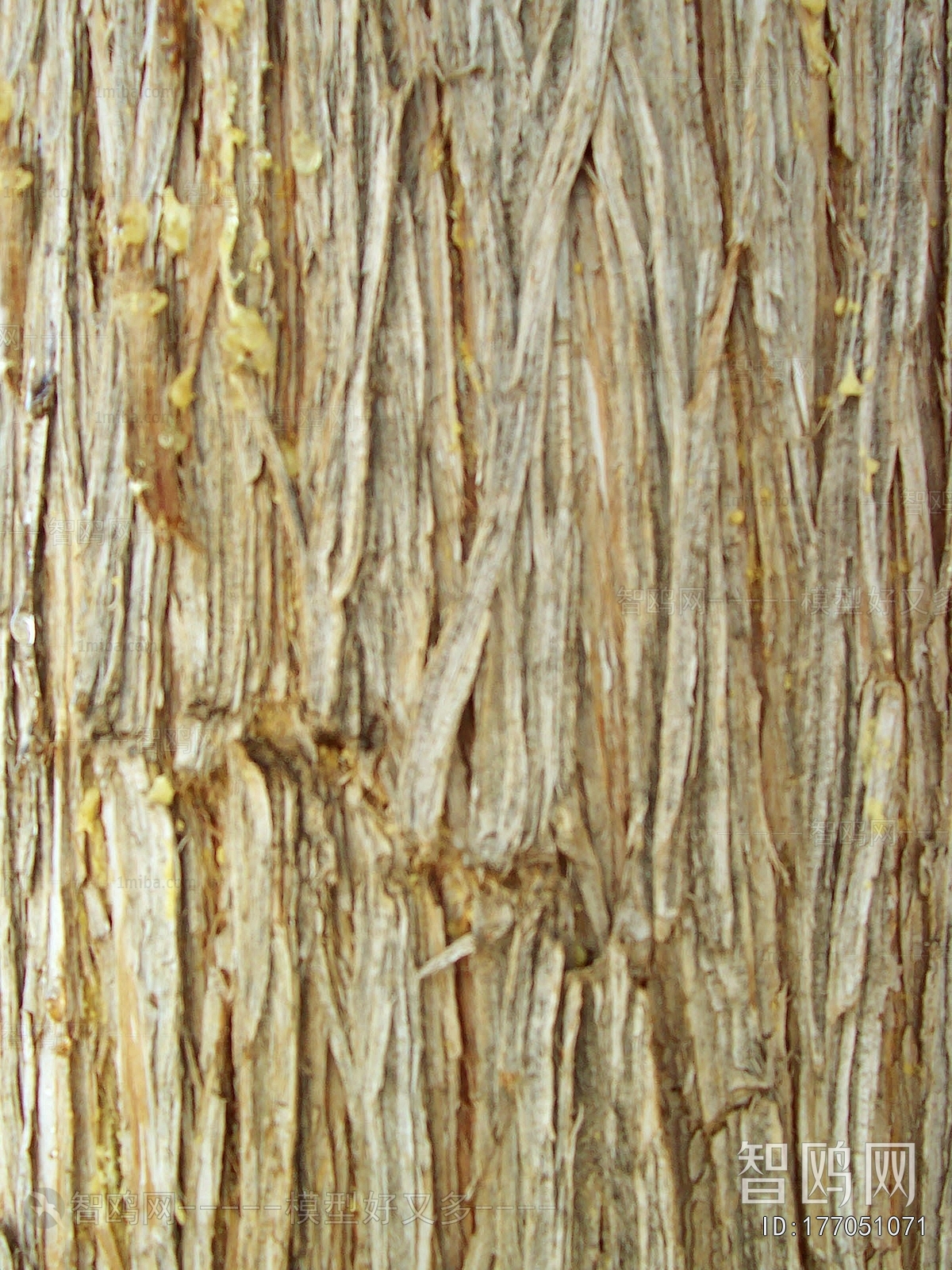 Bark Texture
