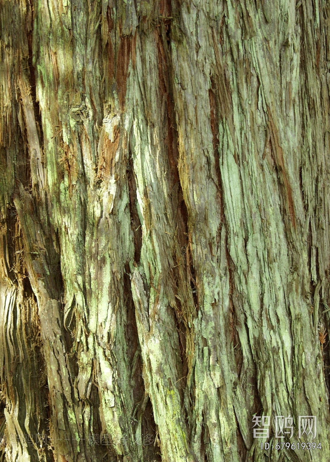 Bark Texture