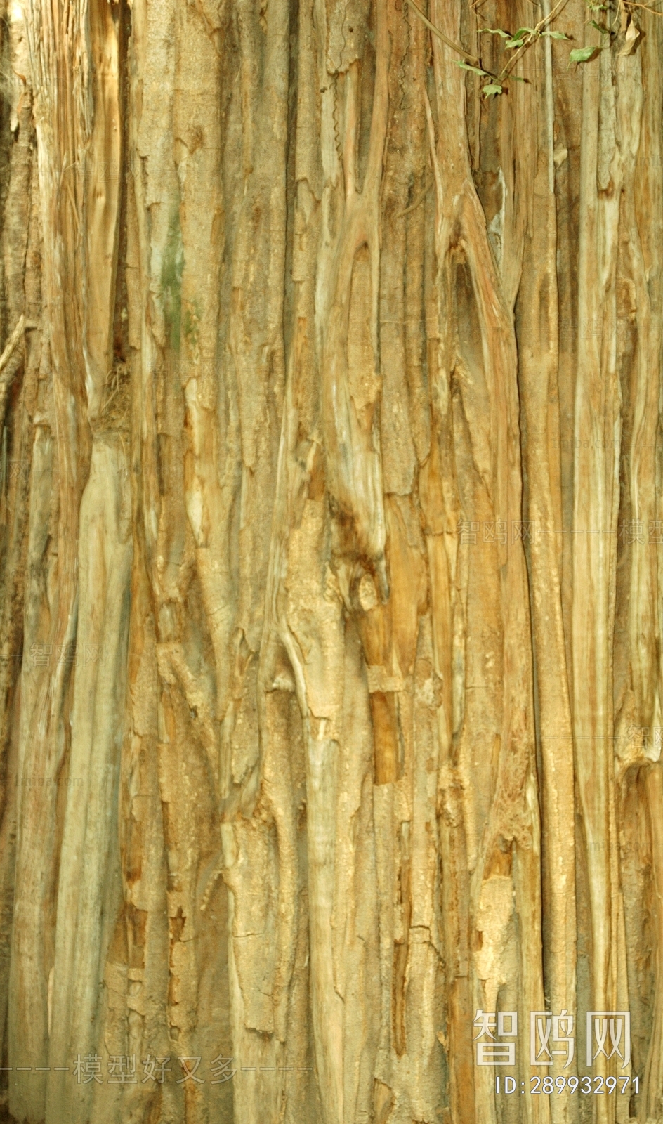 Bark Texture