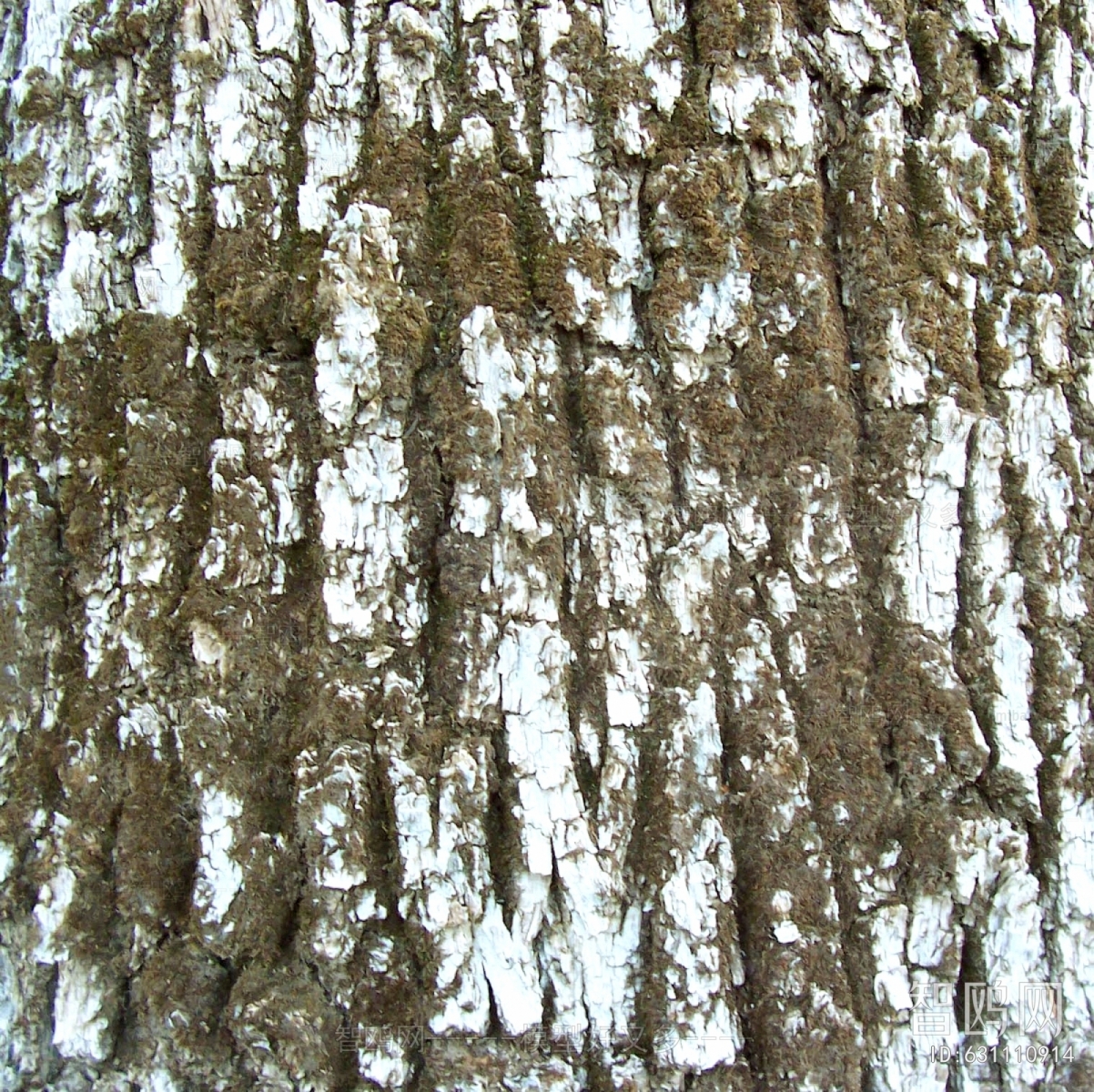 Bark Texture