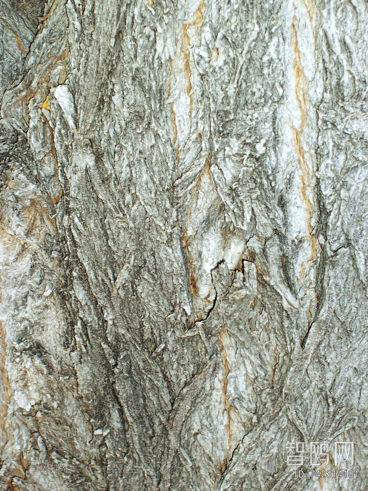 Bark Texture