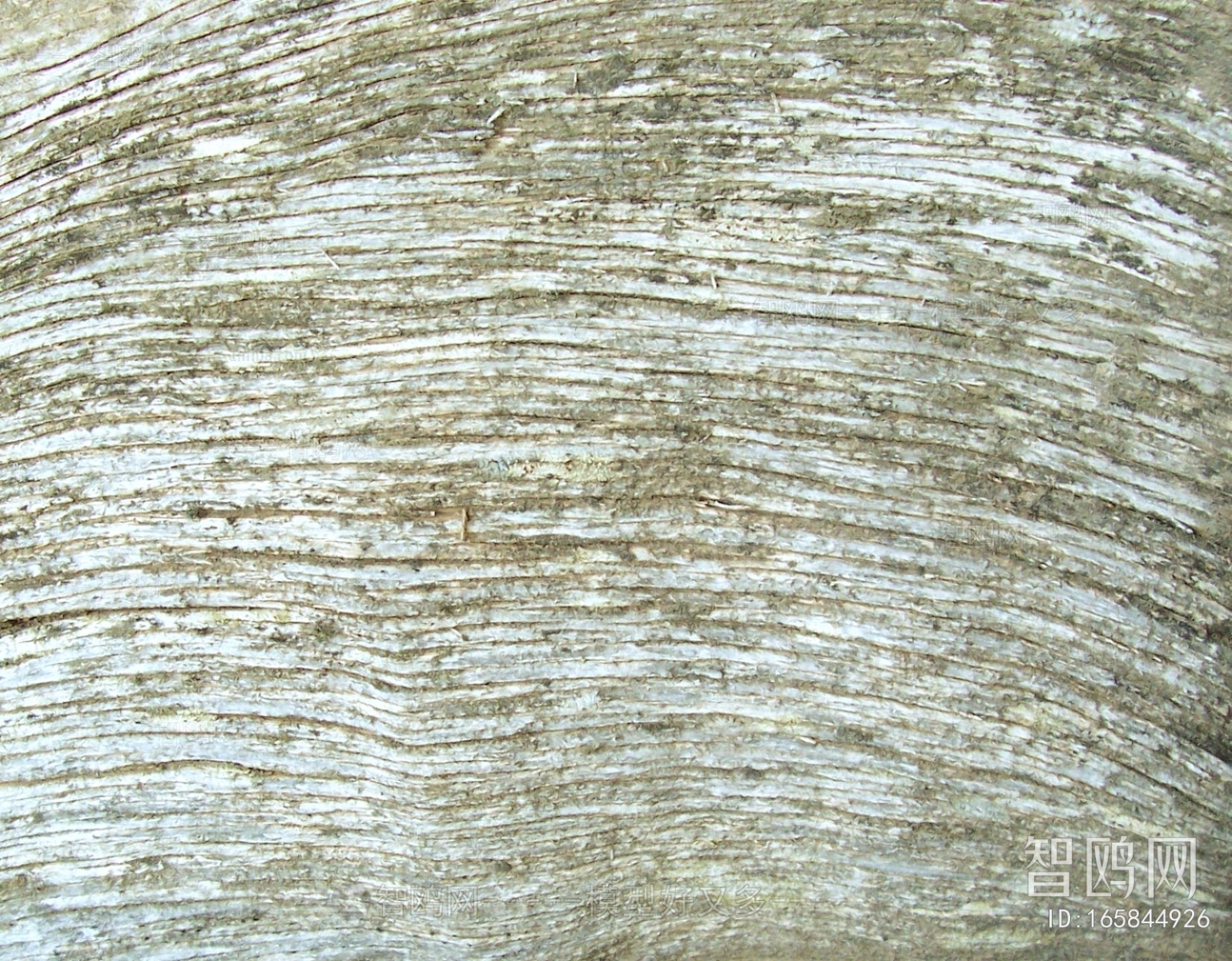 Bark Texture