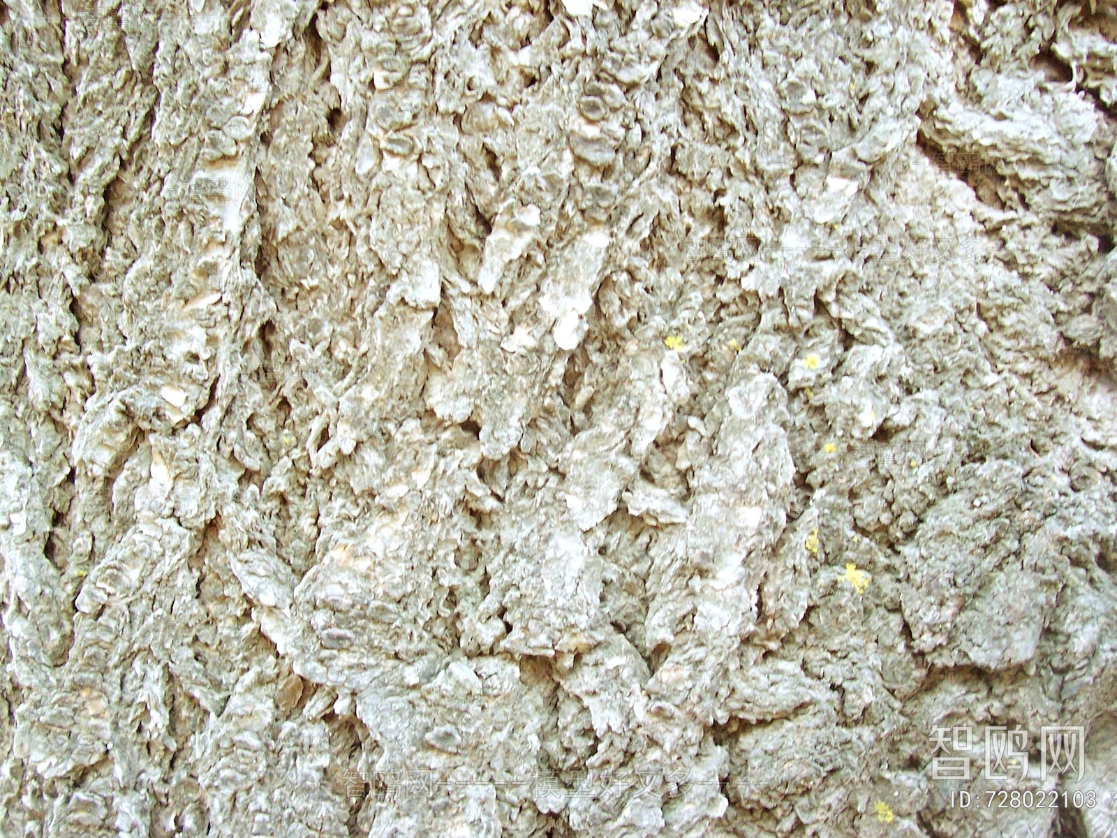 Bark Texture