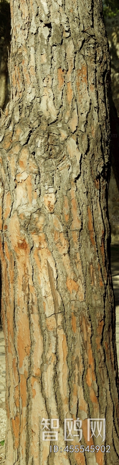 Bark Texture