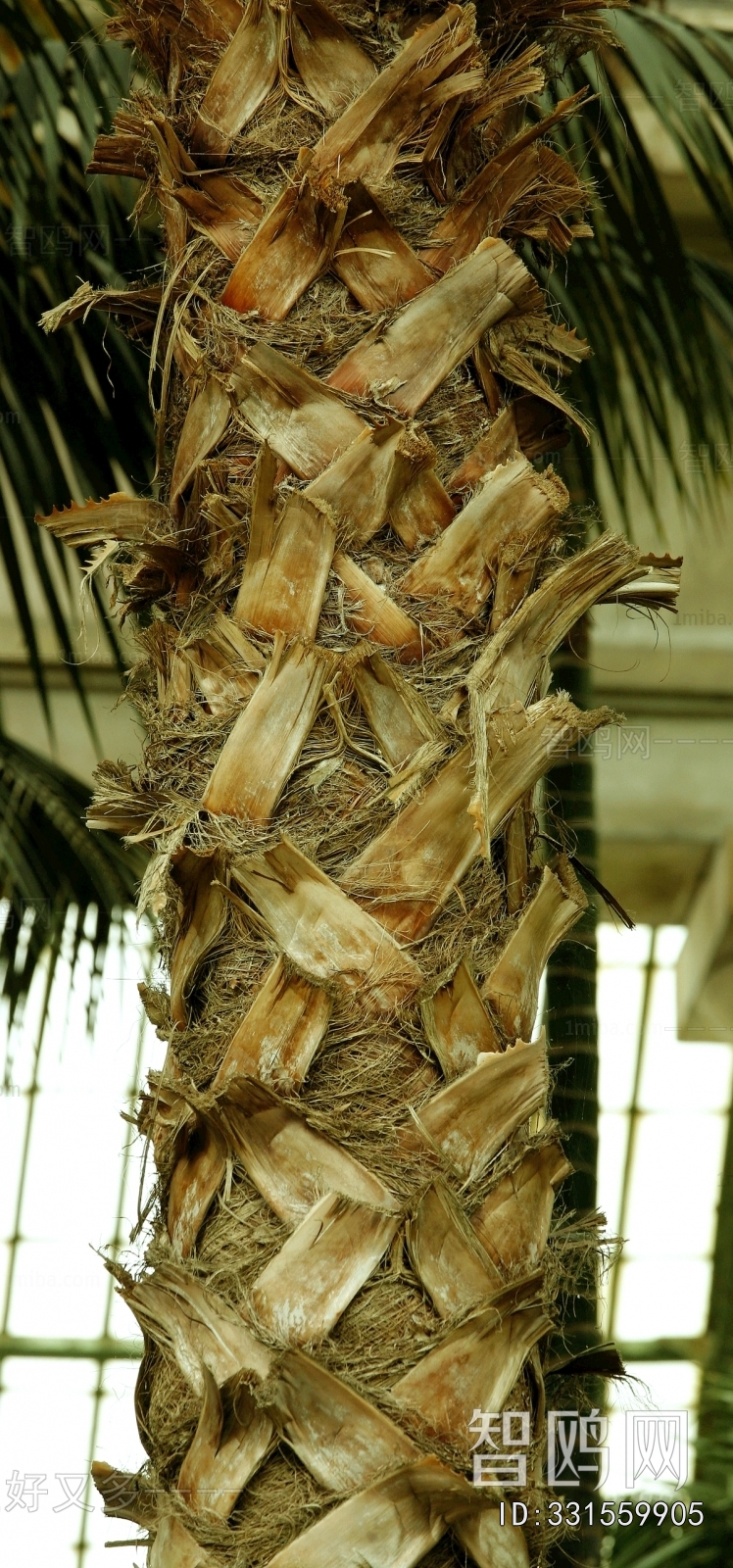 Bark Texture