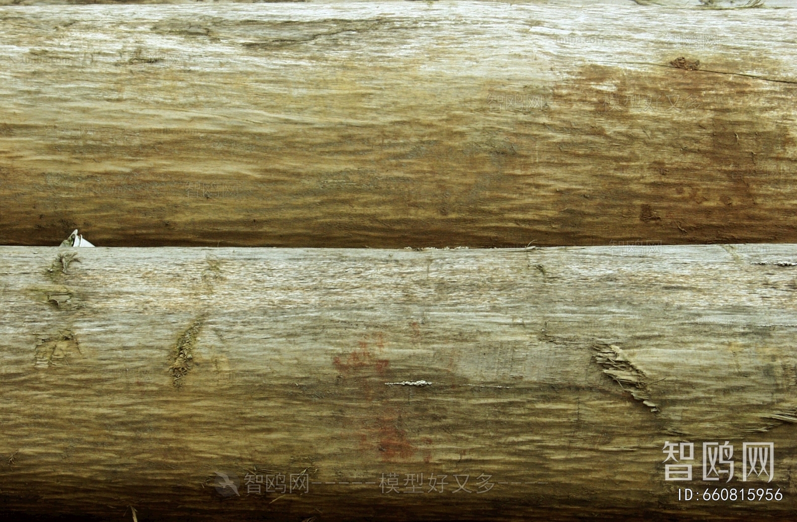 树干树皮表面