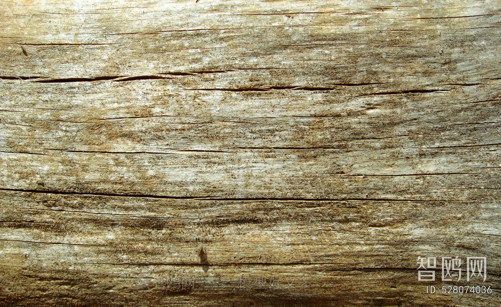 Bark Texture