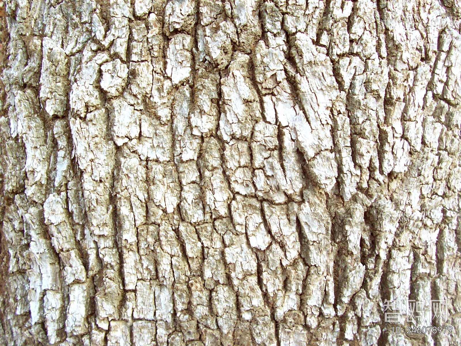 Bark Texture