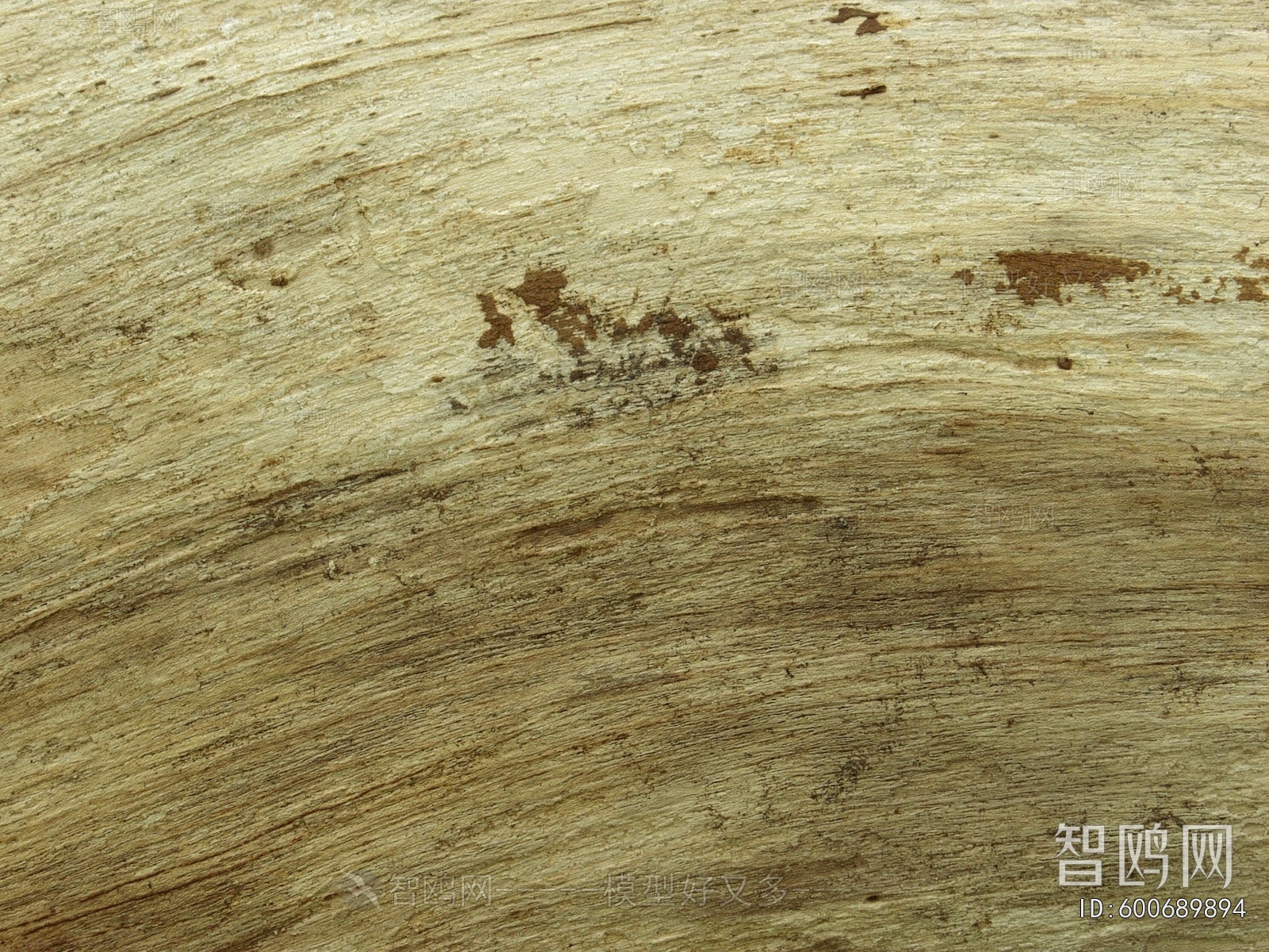 树干树皮表面