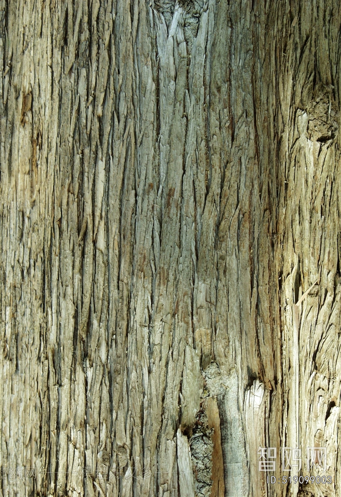 Bark Texture