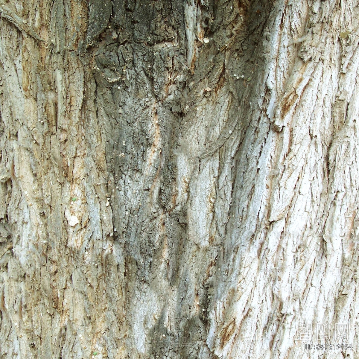 Bark Texture