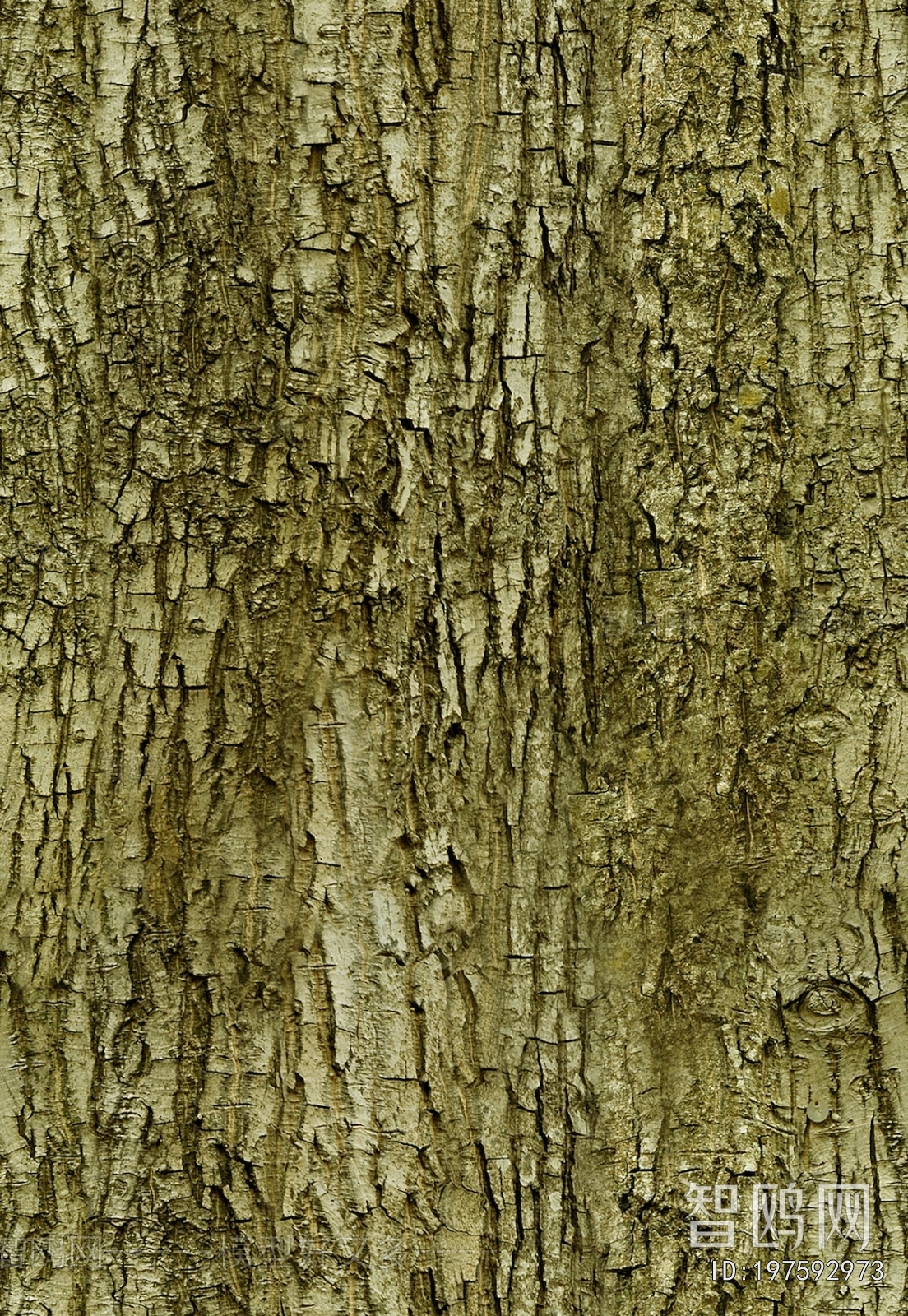 Bark Texture