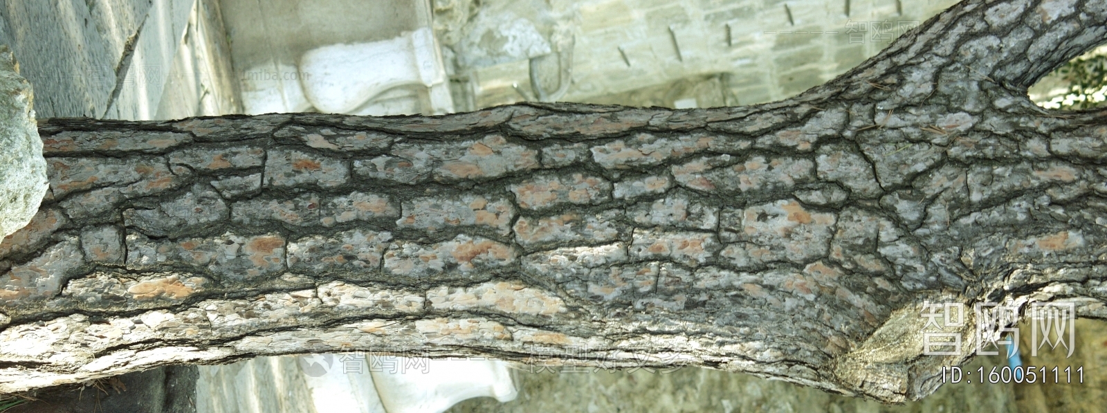 Bark Texture