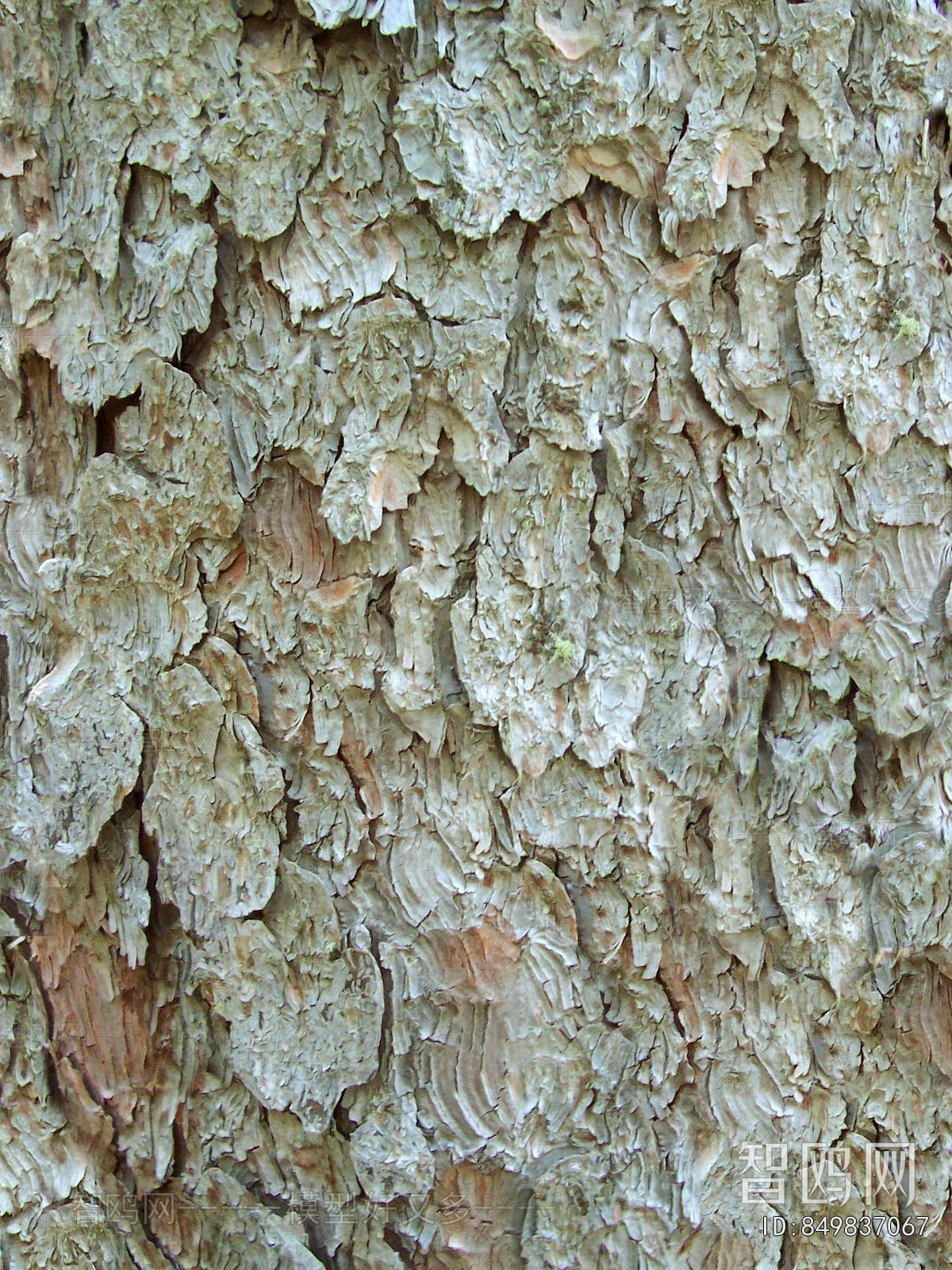 Bark Texture