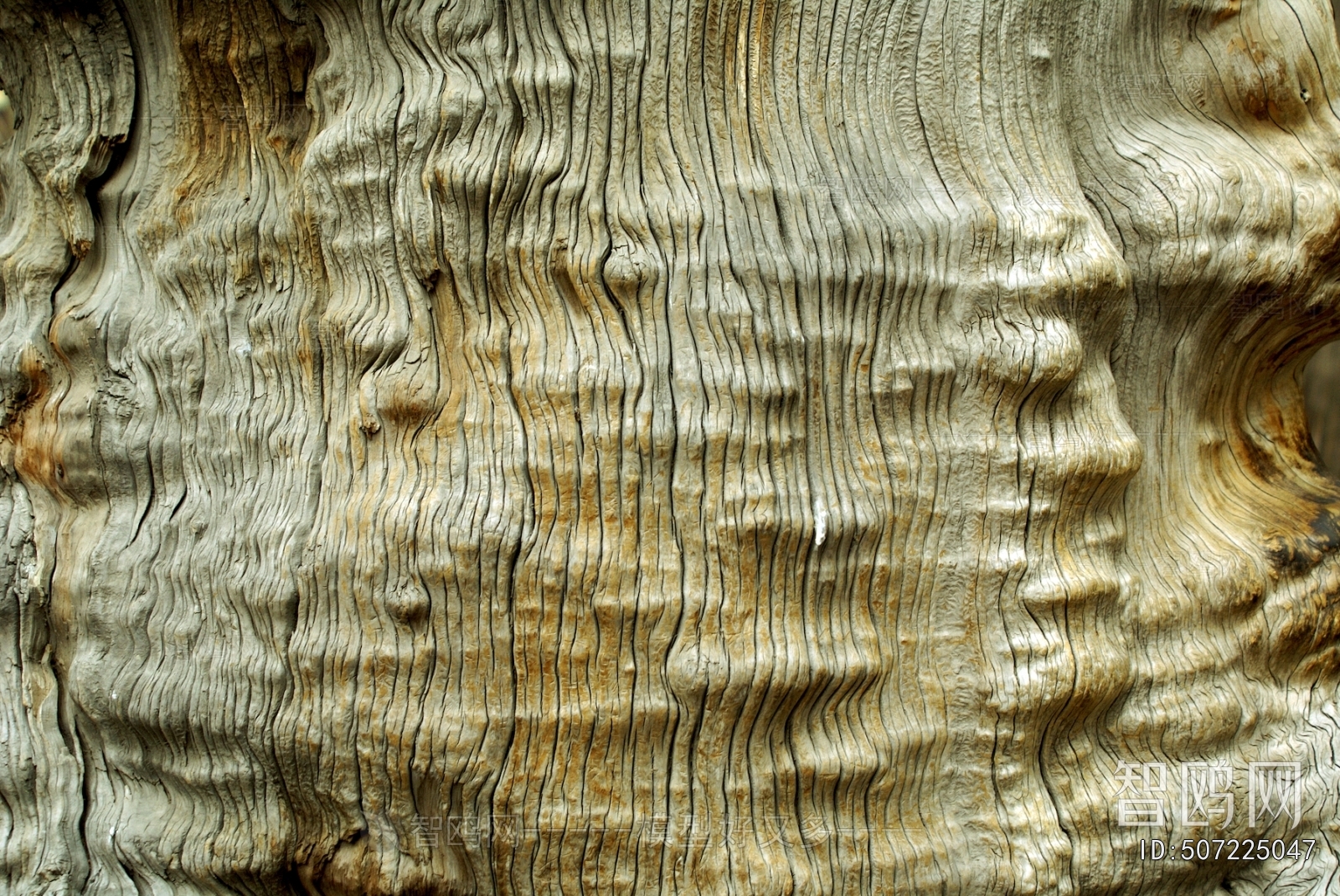 Bark Texture