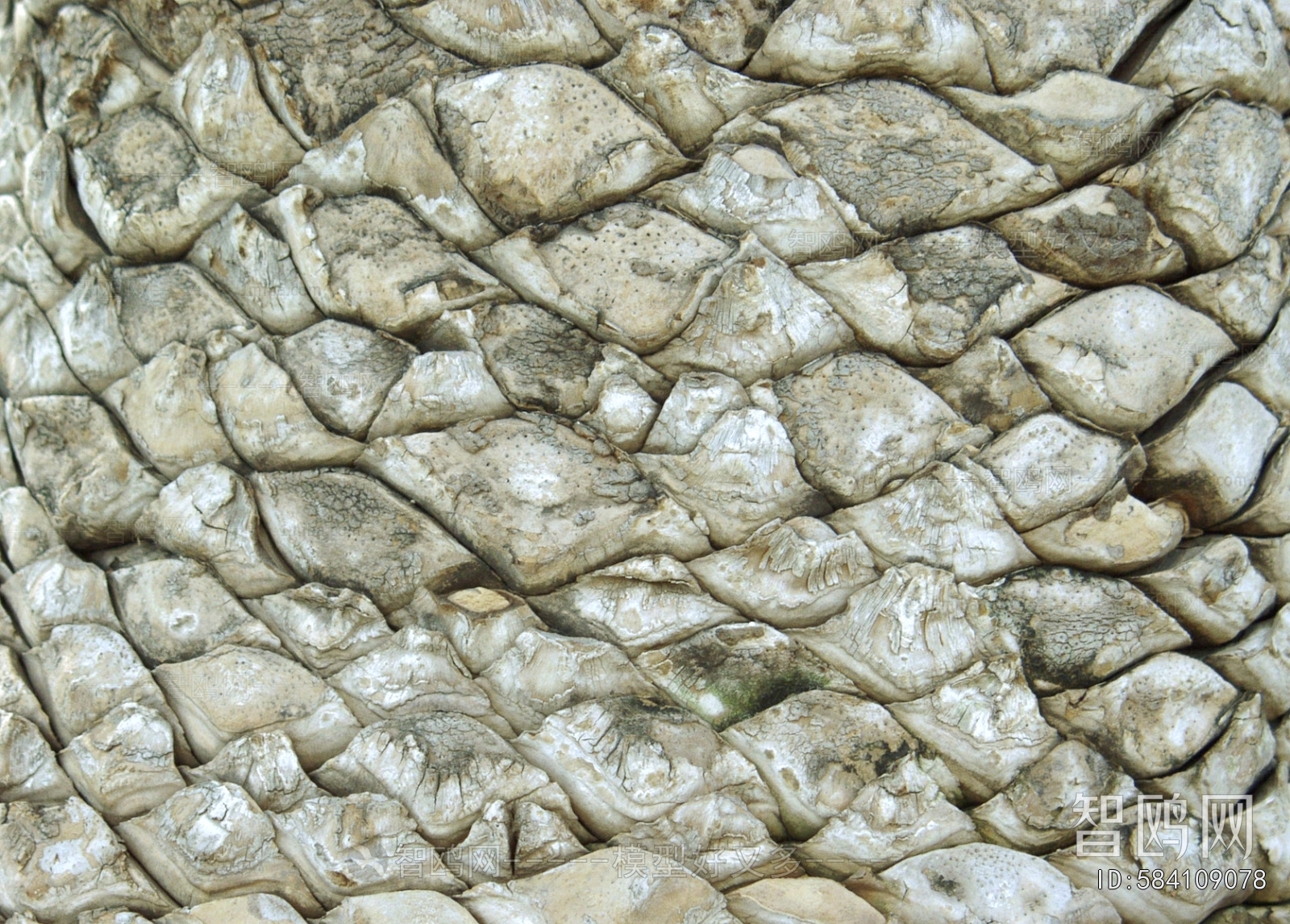 Bark Texture