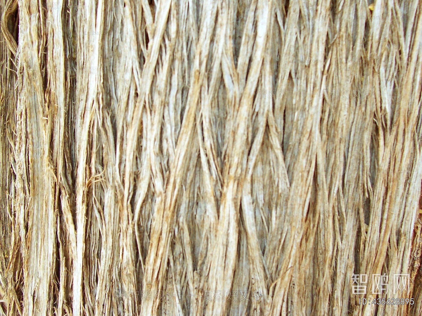 Bark Texture
