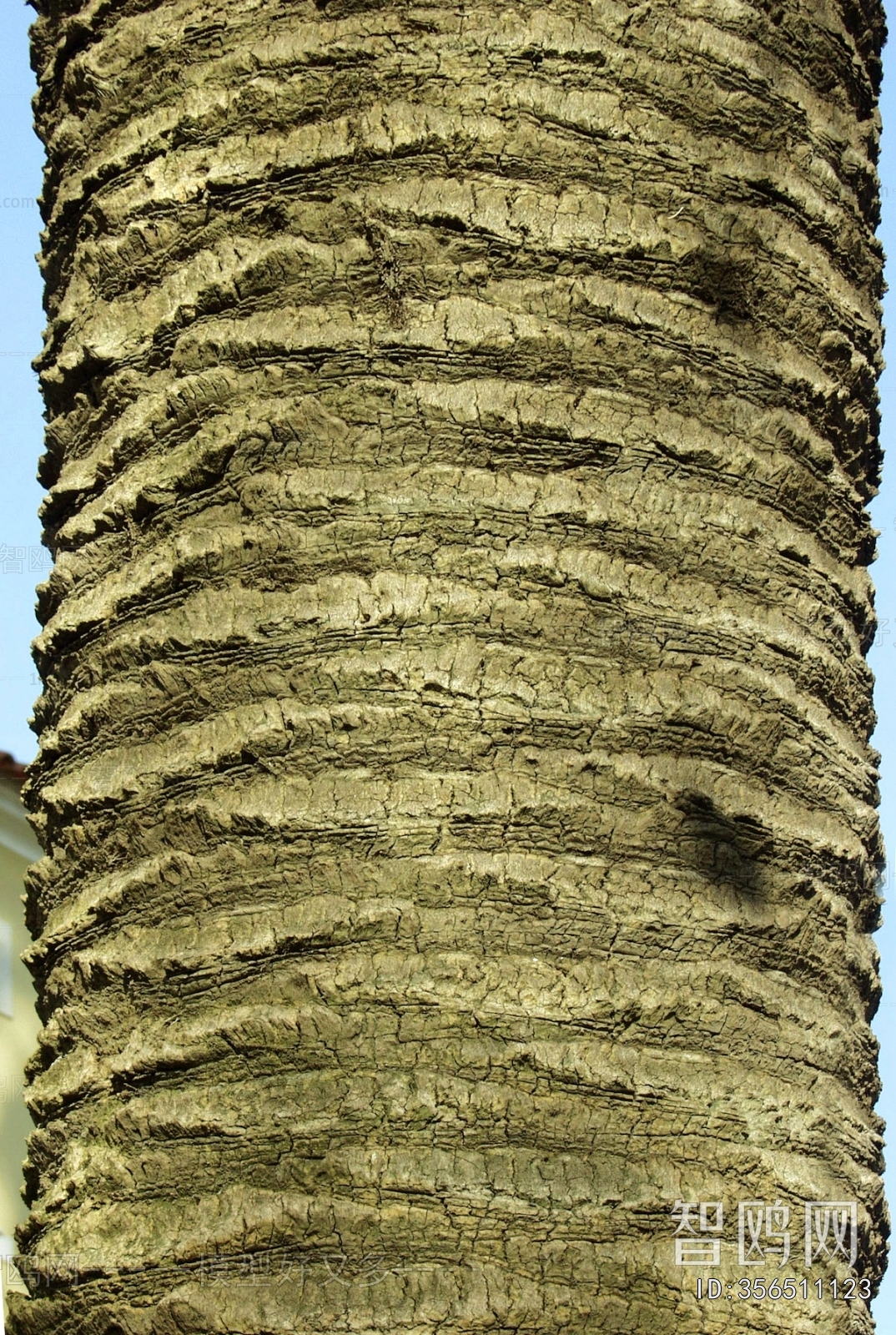 Bark Texture