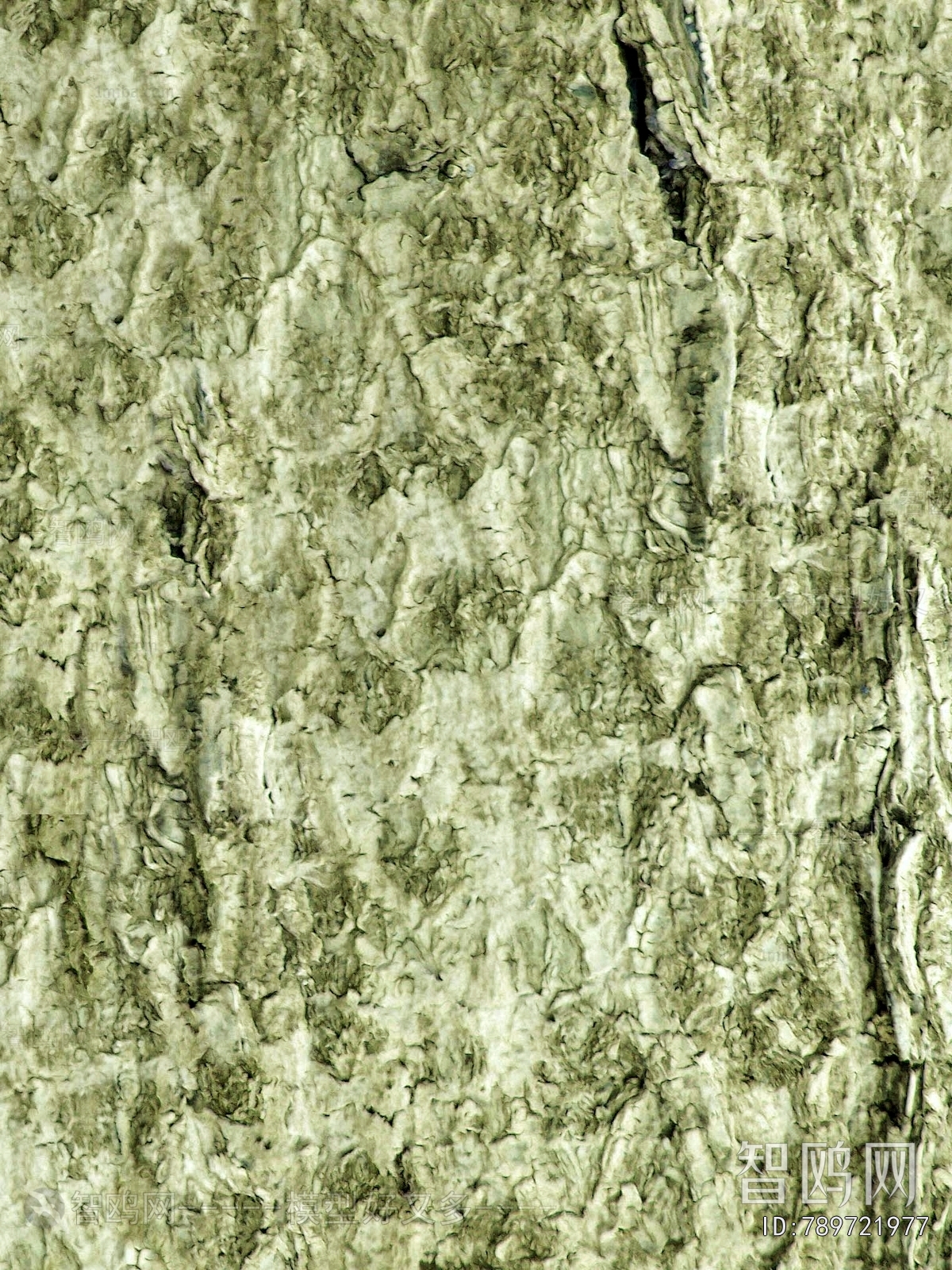 树皮树干表面