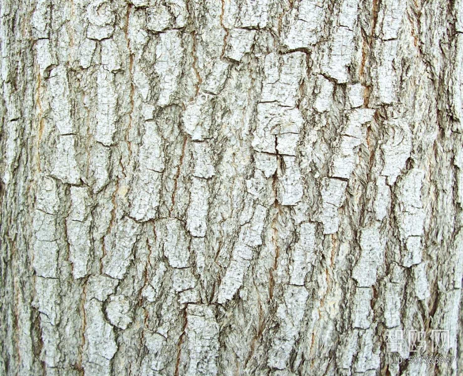 Bark Texture