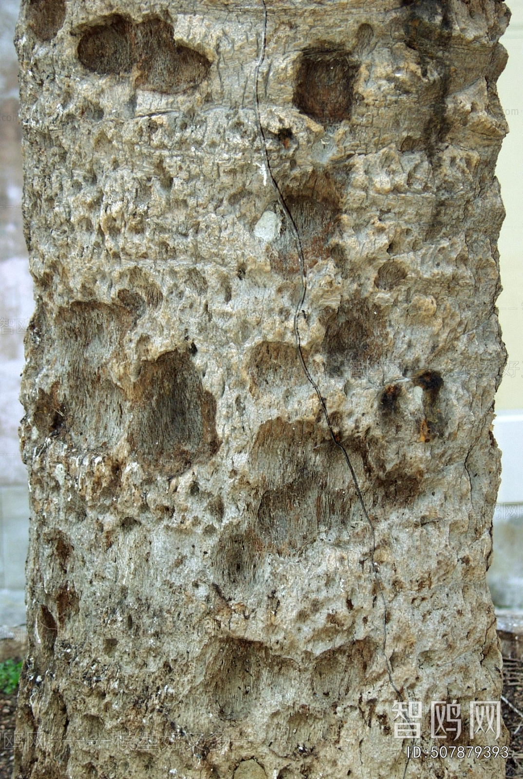 Bark Texture