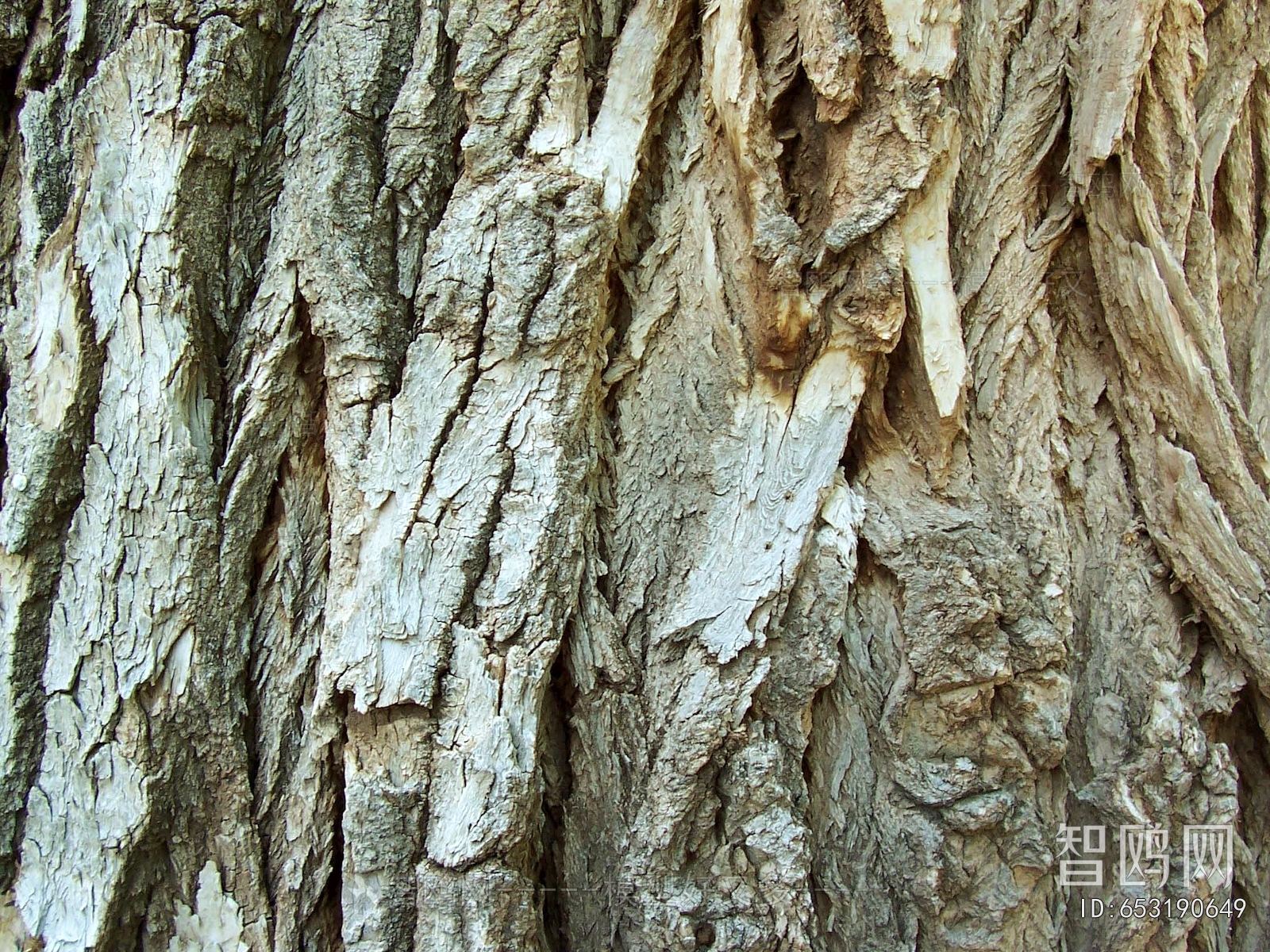Bark Texture