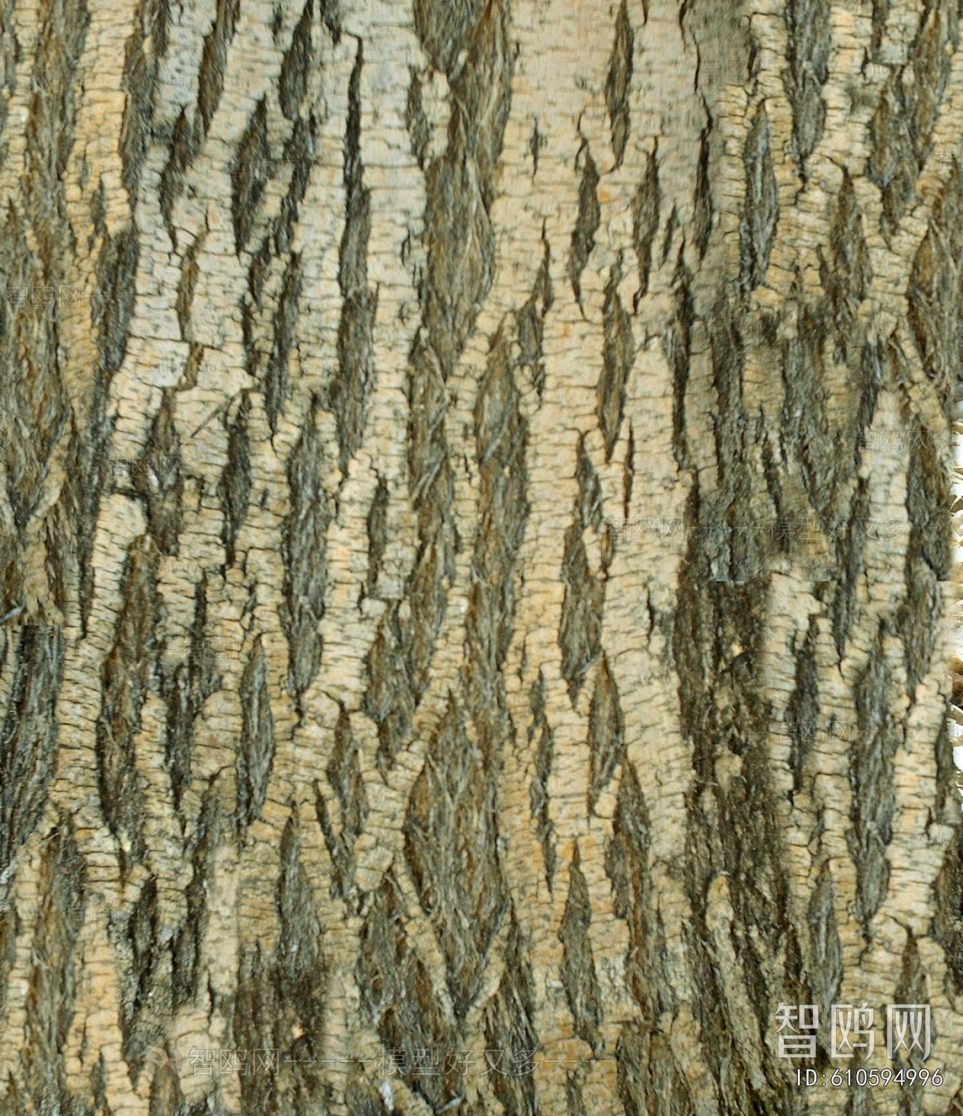 Bark Texture