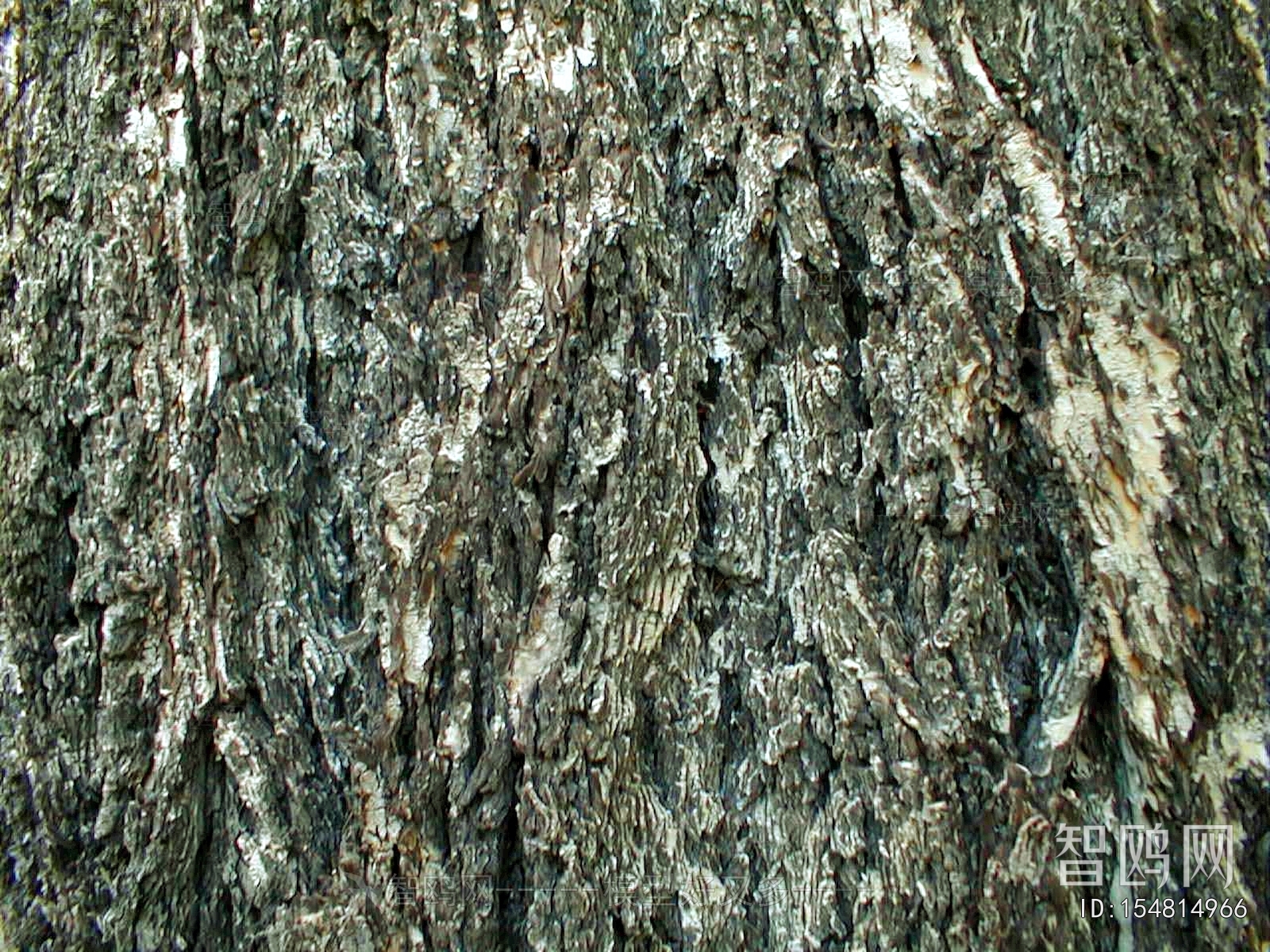 Bark Texture