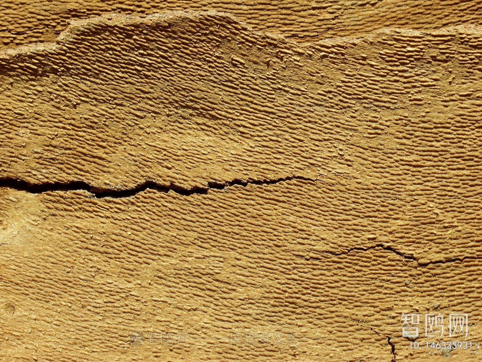 Bark Texture