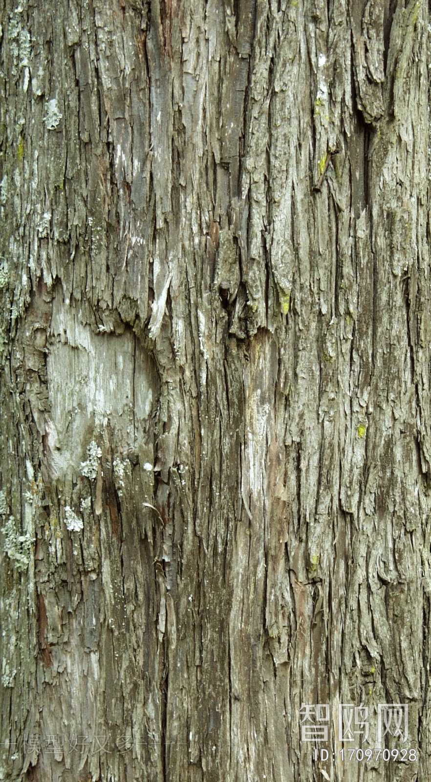 Bark Texture