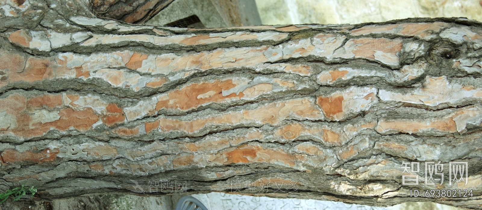 Bark Texture