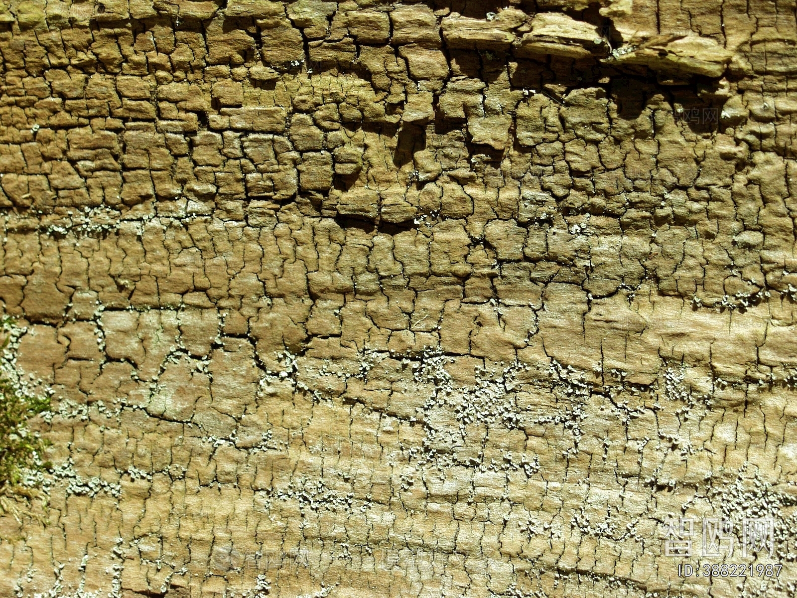 Bark Texture