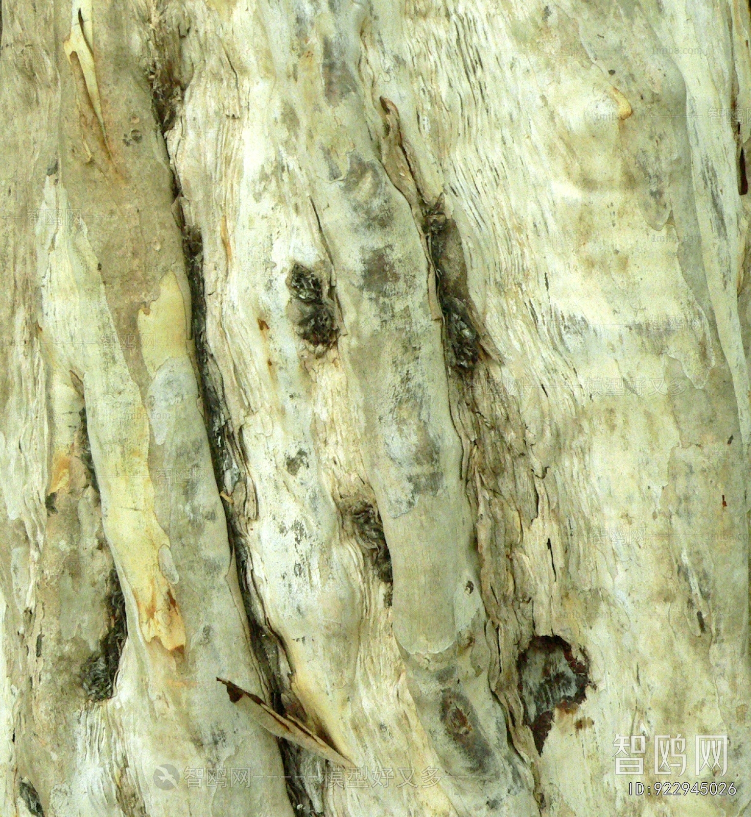 Bark Texture