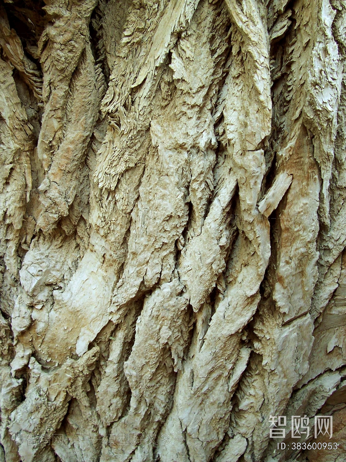Bark Texture