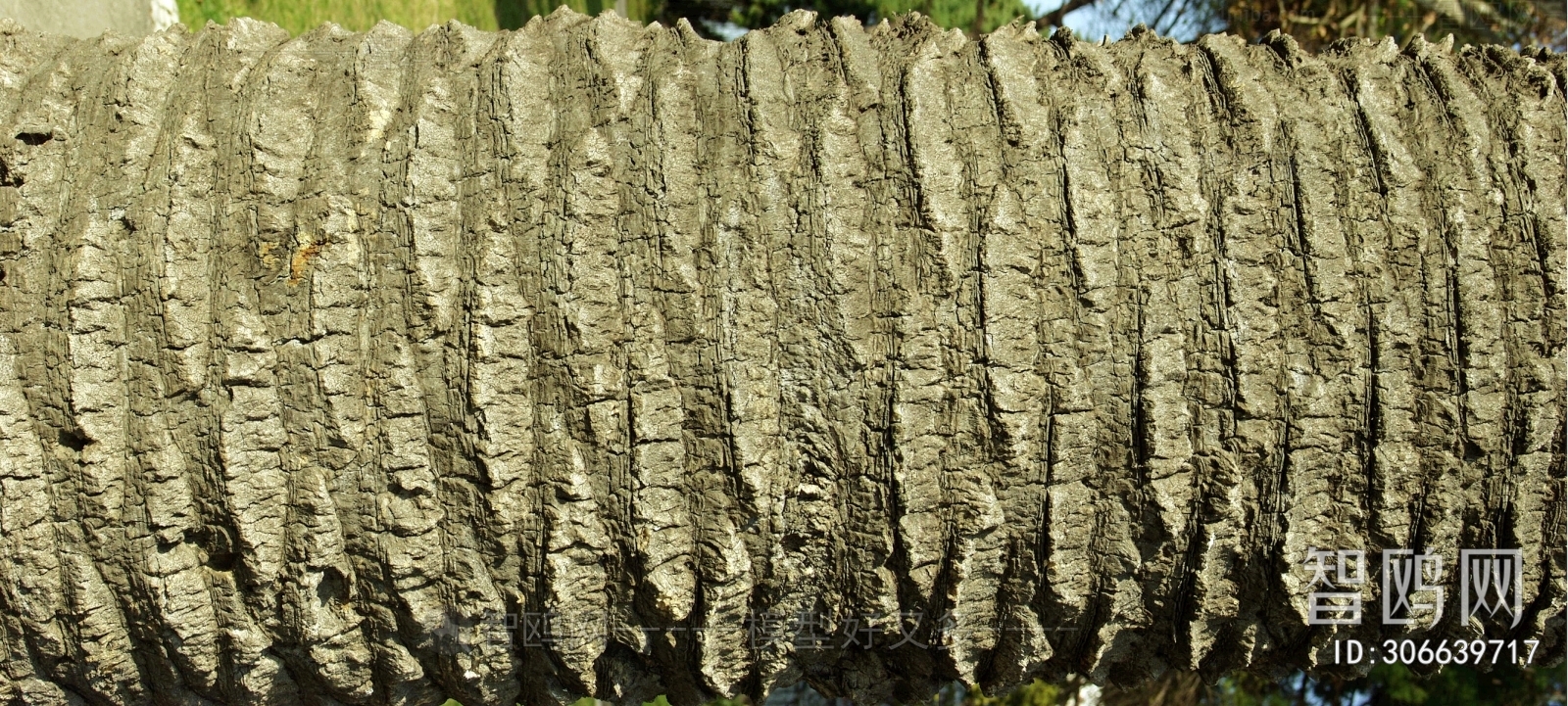 Bark Texture