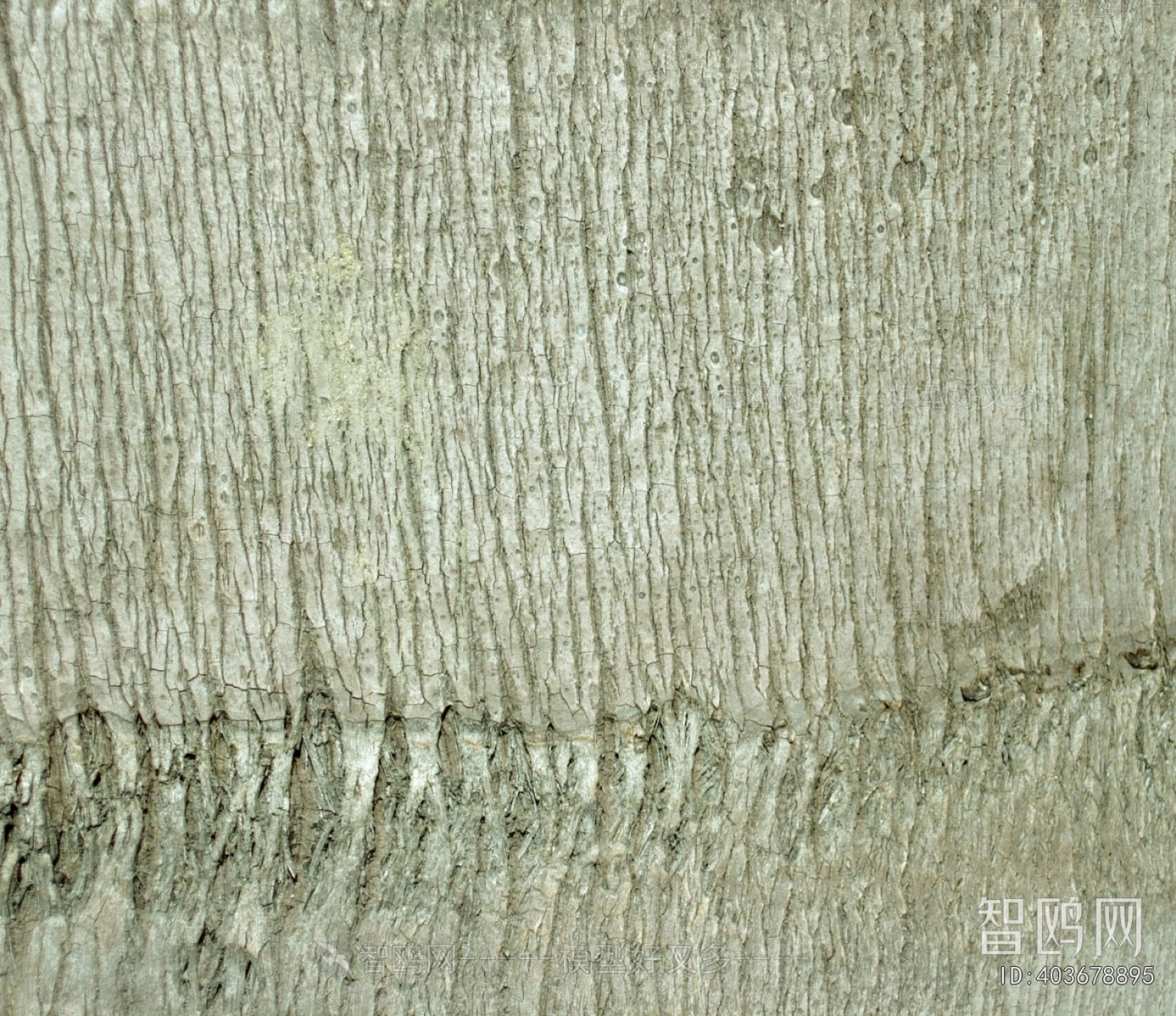 Bark Texture