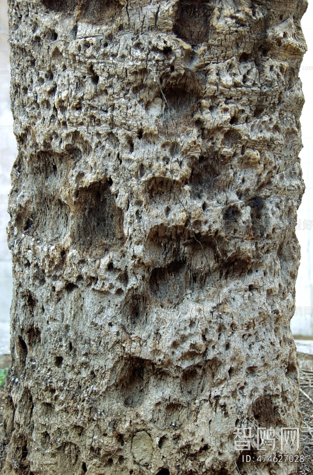Bark Texture