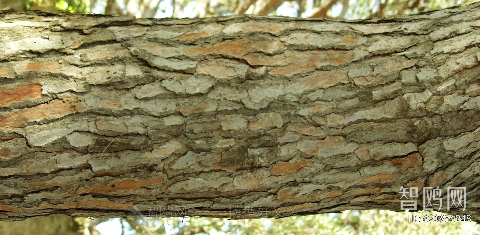 Bark Texture