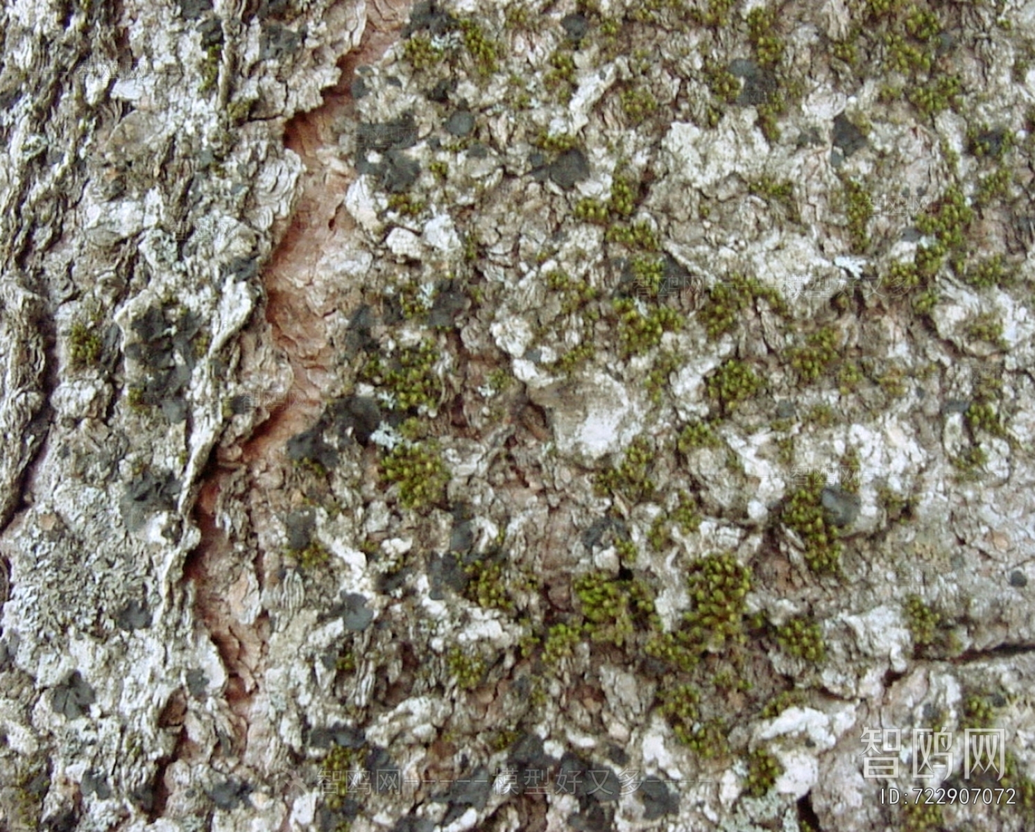 Bark Texture