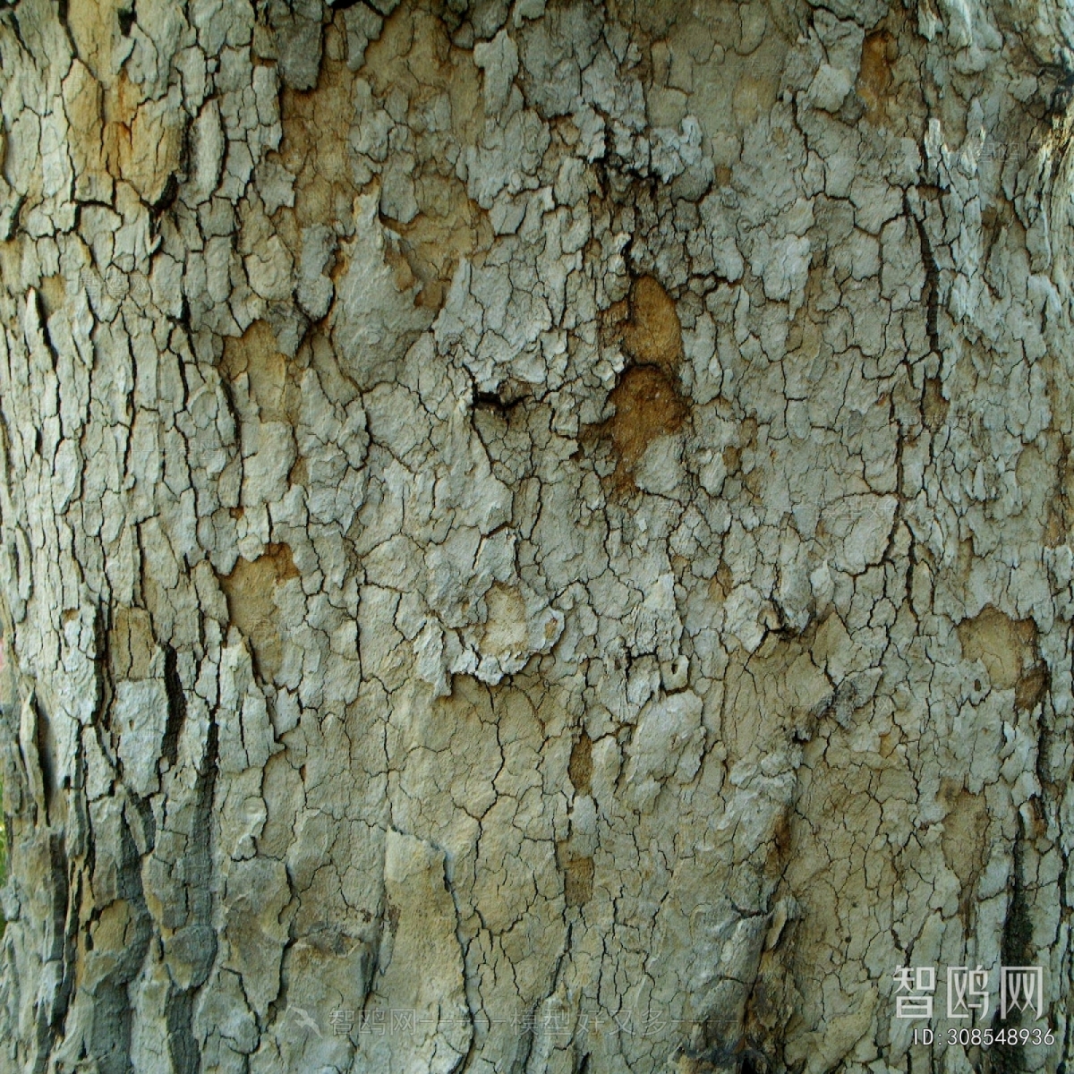 Bark Texture