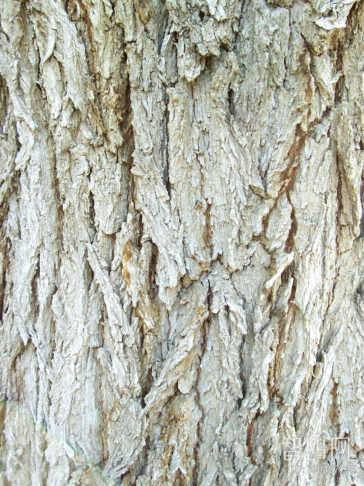 Bark Texture